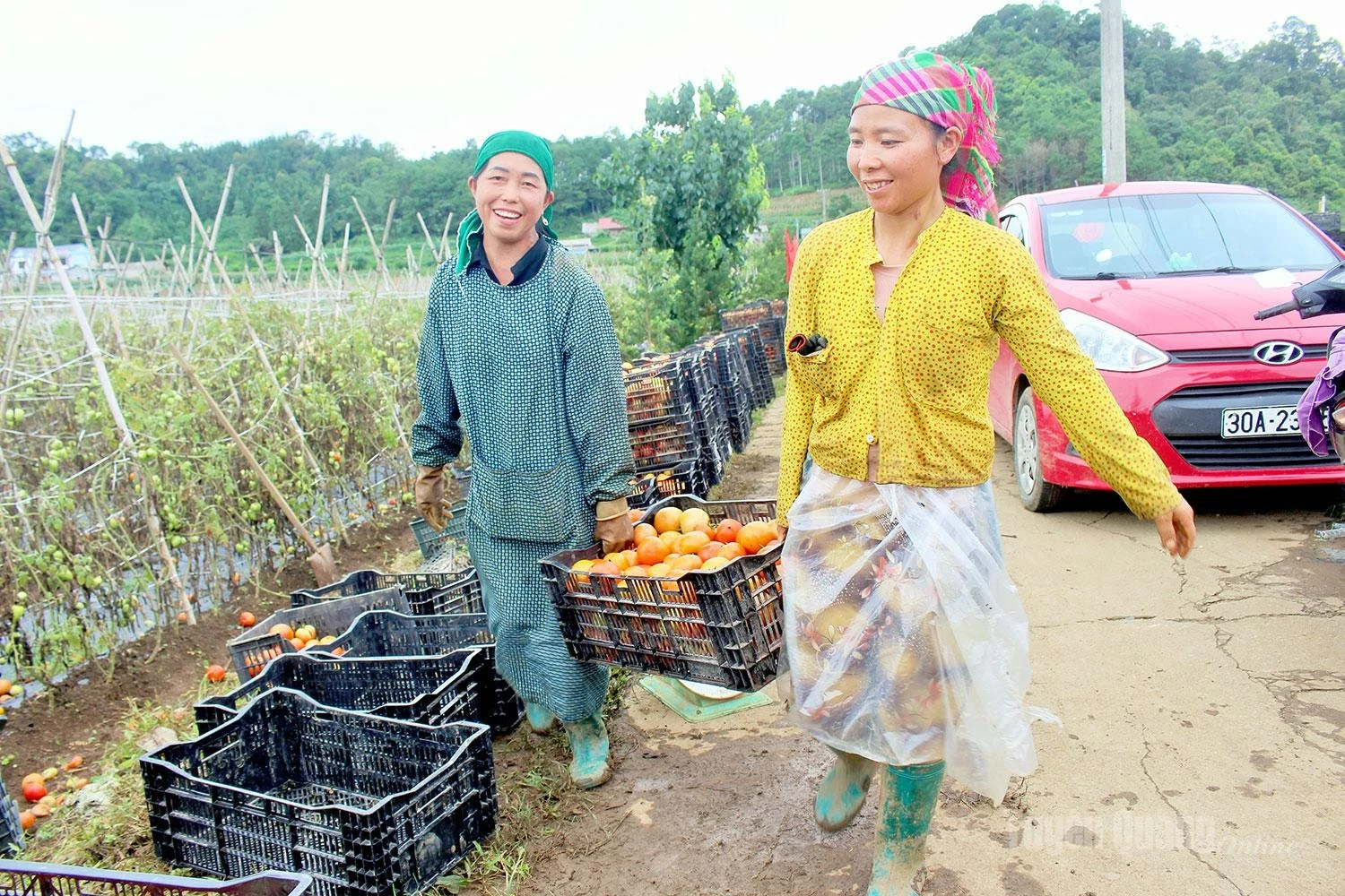 The tomatoes are sorted and packed into boxes for timely delivery to traders.