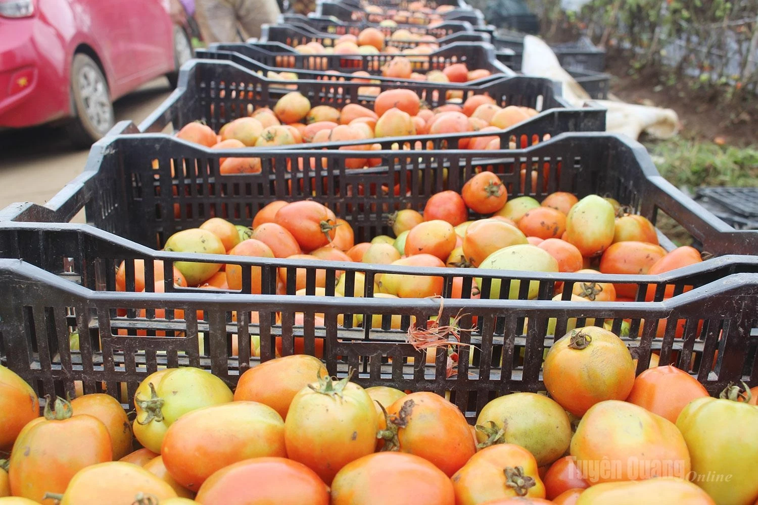 Basket after basket of freshly harvested tomatoes leaves the fields, carrying with them the joy of a successful harvest for the people of Quyet Tien Village.