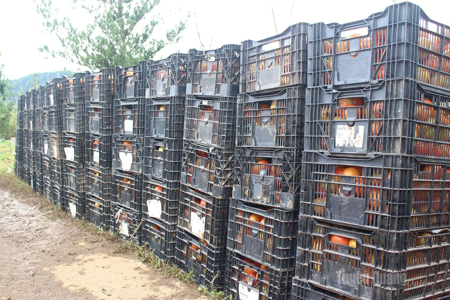 Stacks of tomato baskets are assembled for transport to distribution points, marking the successful conclusion of another rewarding harvest season for local farmers.