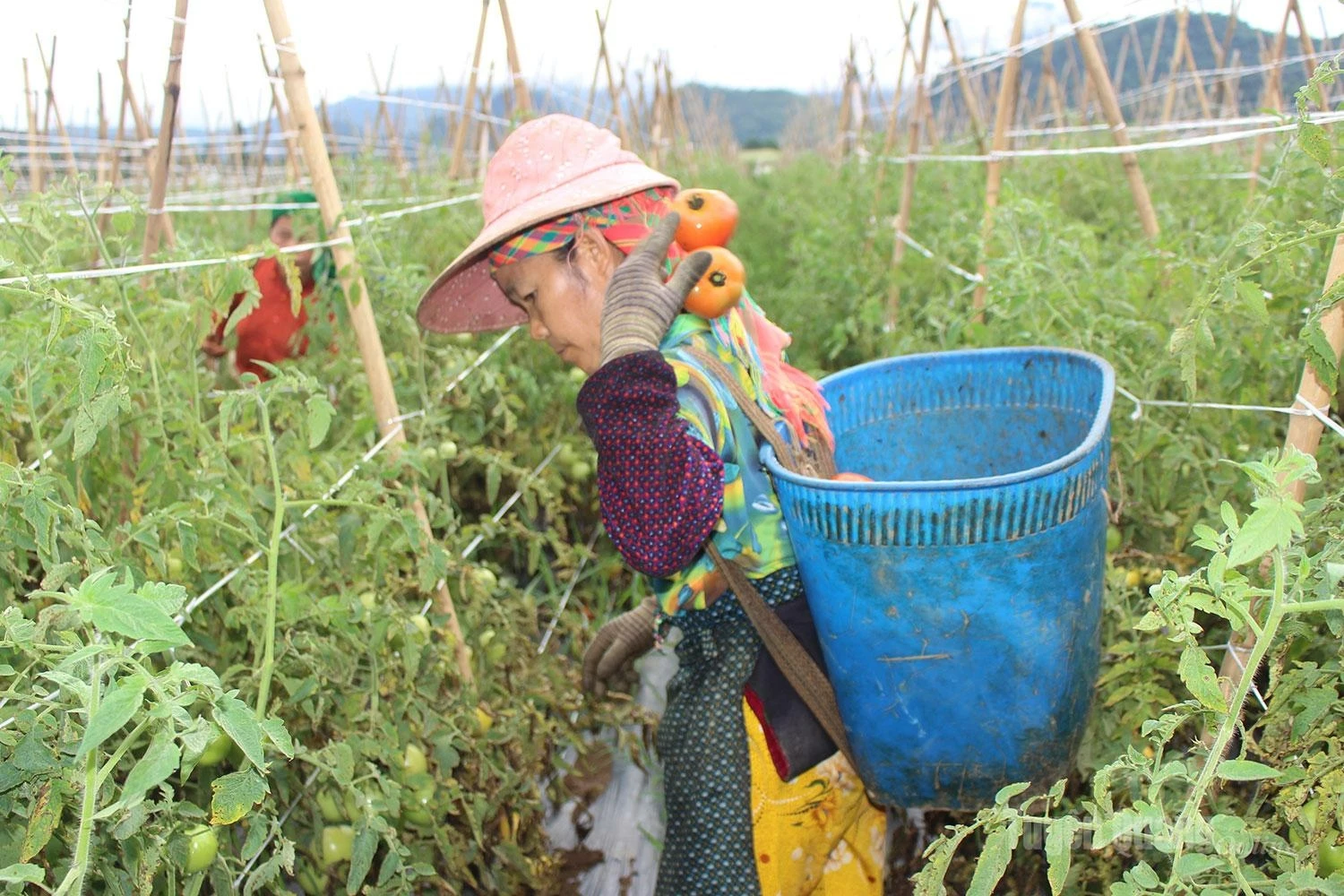 Amid rows of heavily laden tomato plants, local farmers busily harvest the crop, celebrating a plentiful season.