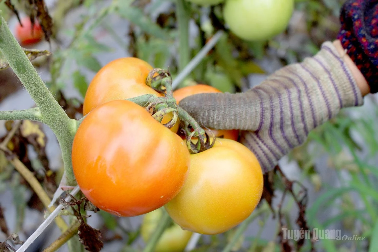 Clusters of ripe tomatoes are carefully selected and handpicked by farmers in Quyet Tien Village to ensure the highest quality.