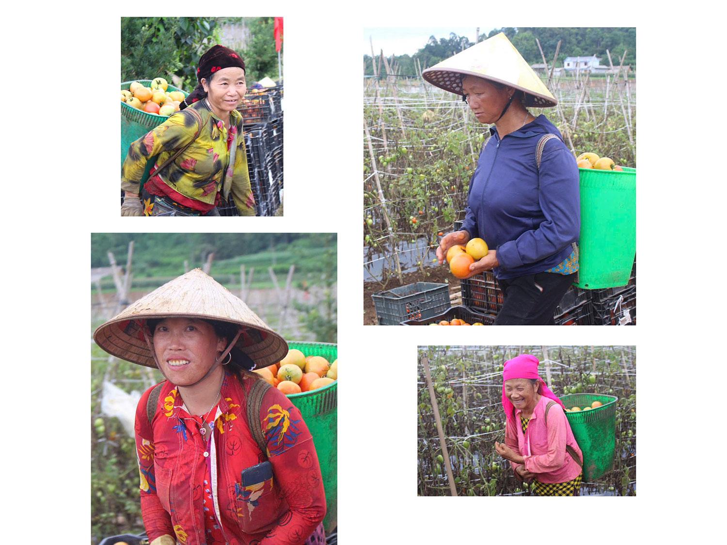 Niềm vui được mùa hiện rõ trên gương mặt khi những giỏ cà chua chín đỏ liên tục được thu hoạch, đưa về điểm tập kết.