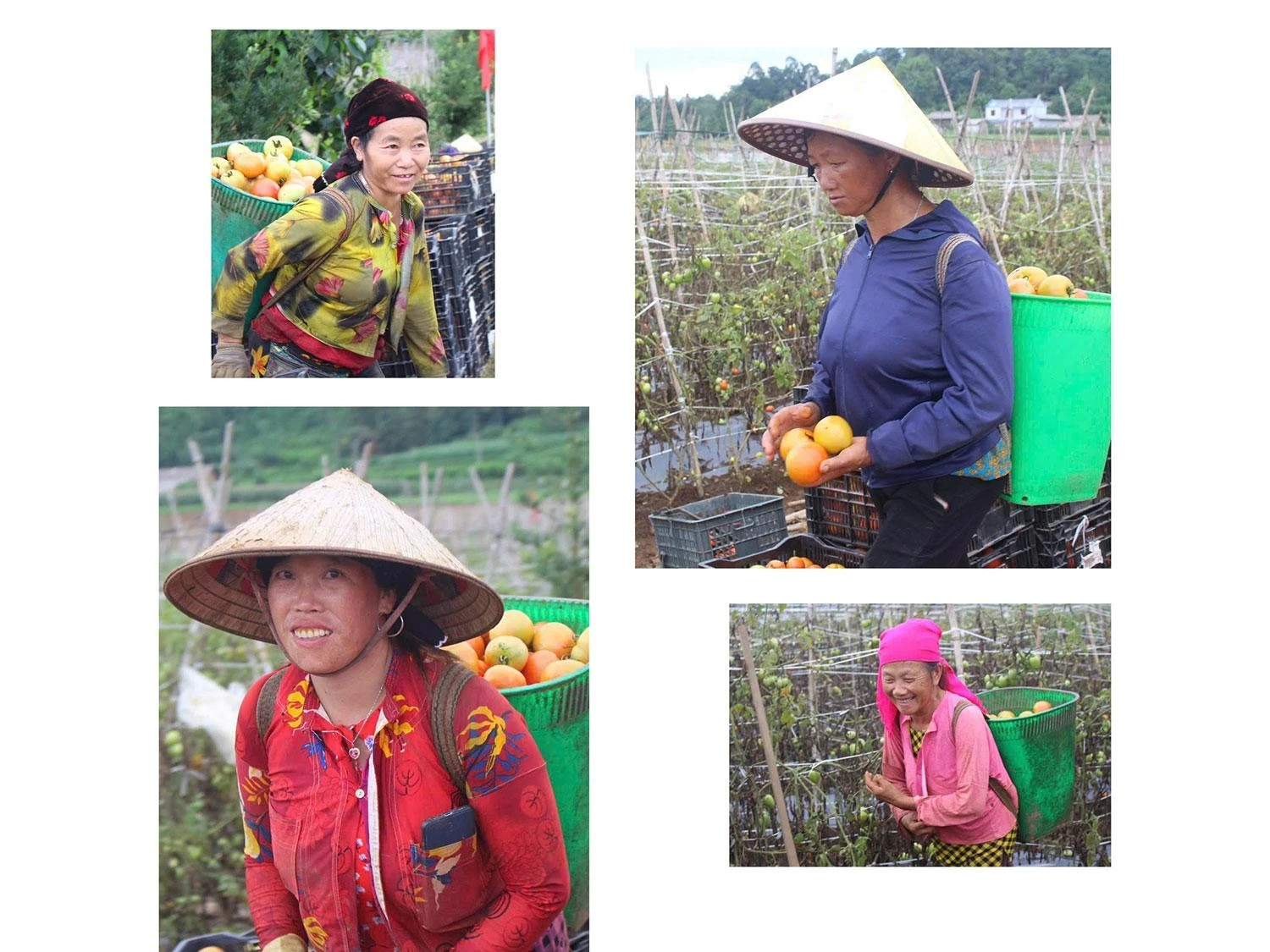 The joy of a successful harvest is evident on the farmers faces as baskets of bright red tomatoes are continuously gathered and transported to collection points.