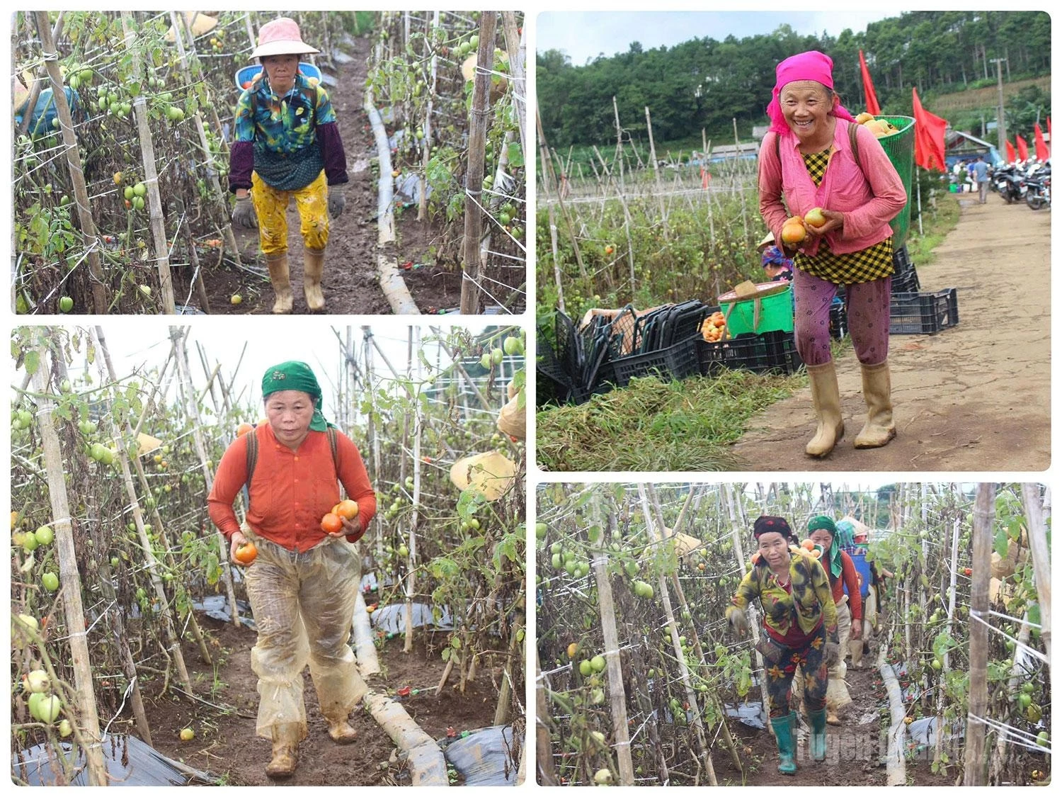 Heavy baskets of tomatoes carried on the farmers backs reflect the rewards of months of diligent cultivation.
