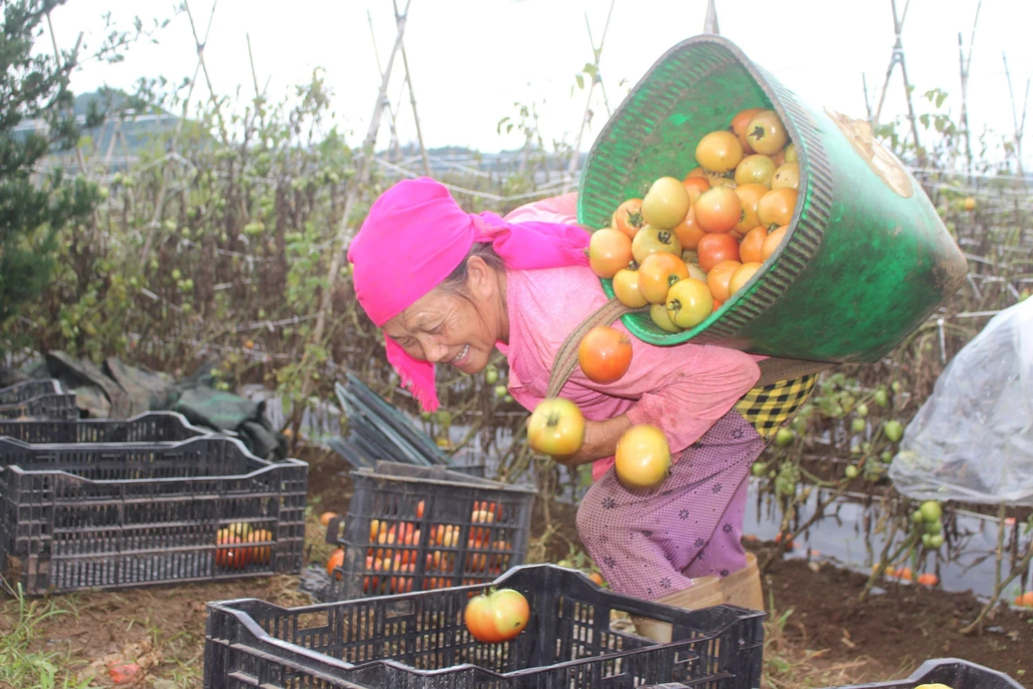 Despite the demanding work, smiles remain on the faces of farmers enjoying a bumper tomato harvest.