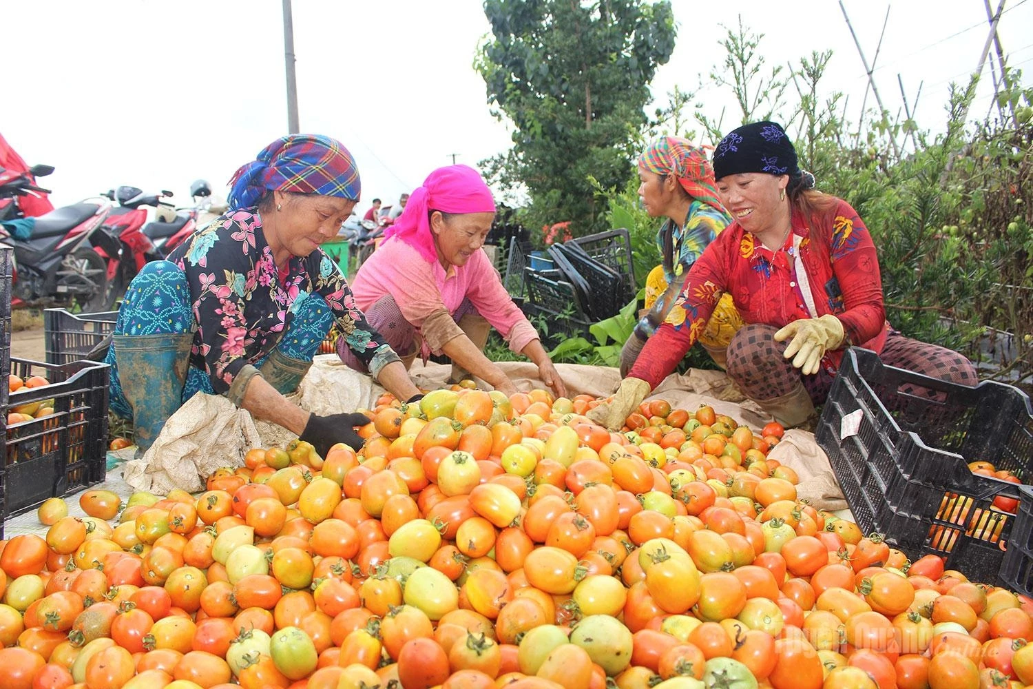 Against the vibrant red and golden hues of freshly harvested tomatoes, the lively conversations and laughter of Quyet Tien villagers create a vivid portrait of a prosperous harvest season.