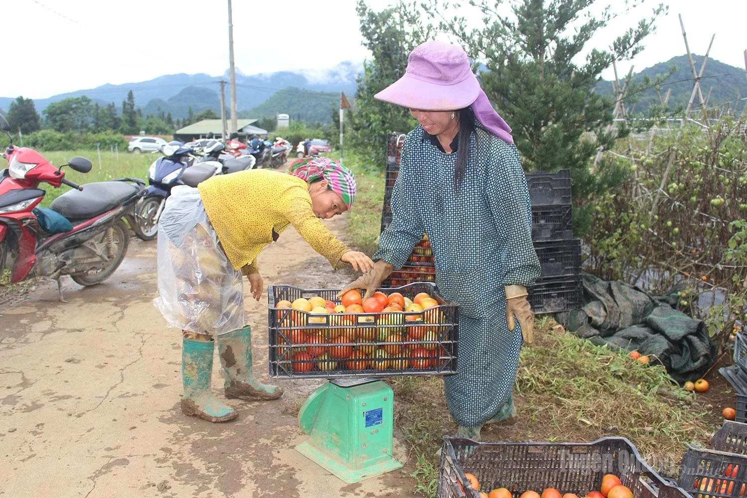 This years tomatoes have ripened evenly, producing bright red fruit after months of careful cultivation by local farmers.