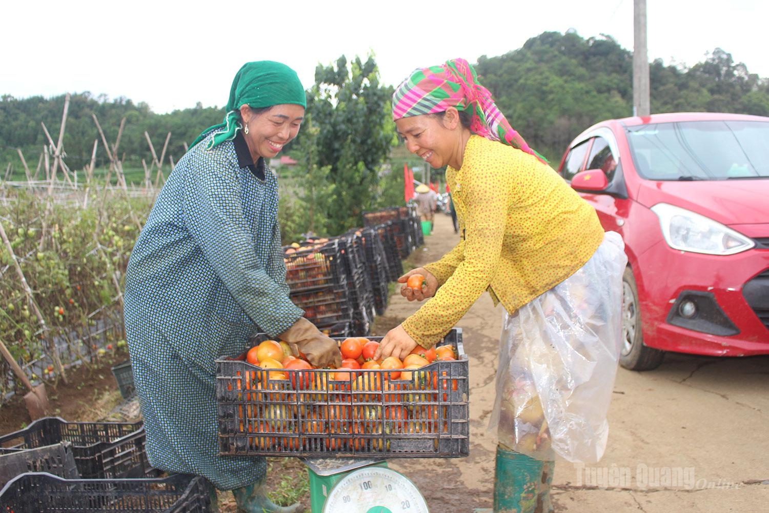 Phân loại, xếp cà chua vào thùng để kịp giao cho thương lái.