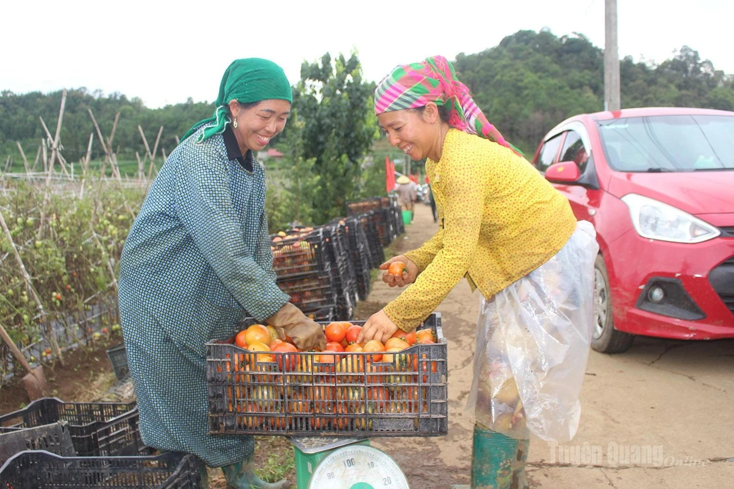 Farmers carefully check the weight of each basket of tomatoes to ensure quality before the produce is sent to market.