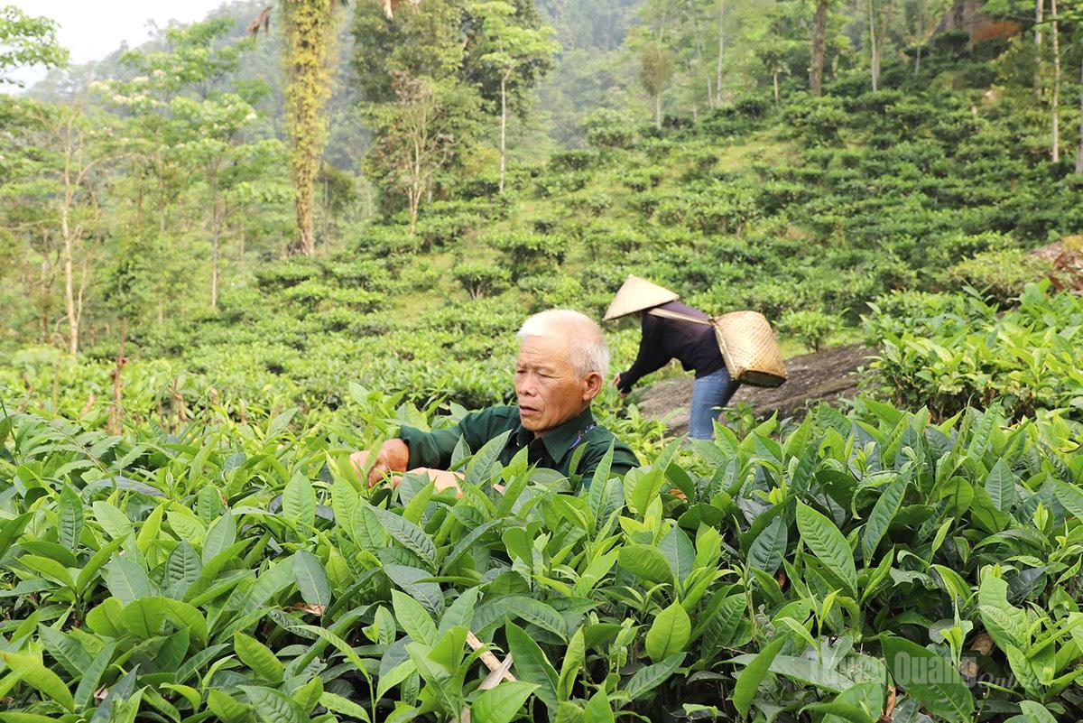 Cây chè mang lại giá trị kinh tế cao cho người dân xã Khuôn Lùng. 