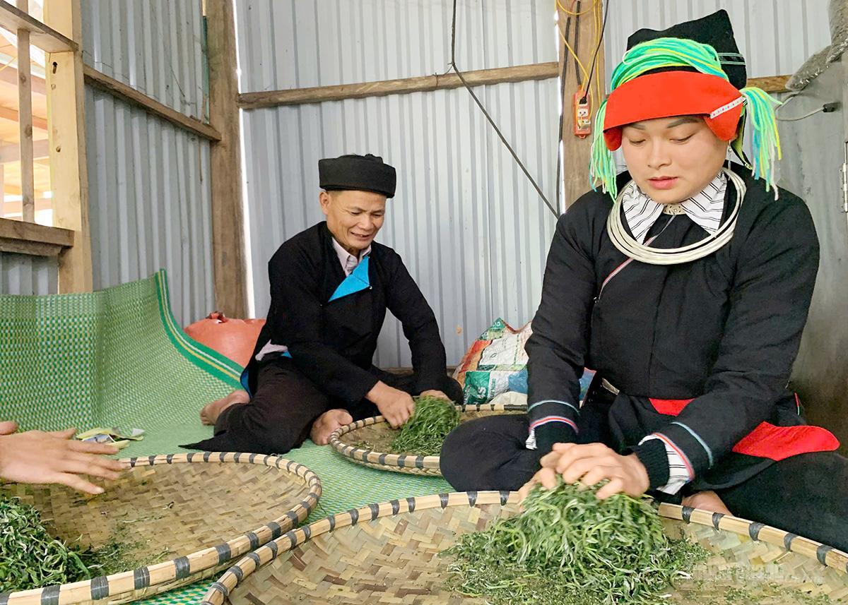 Local people process Shan Tuyet tea by handcrafted methods.