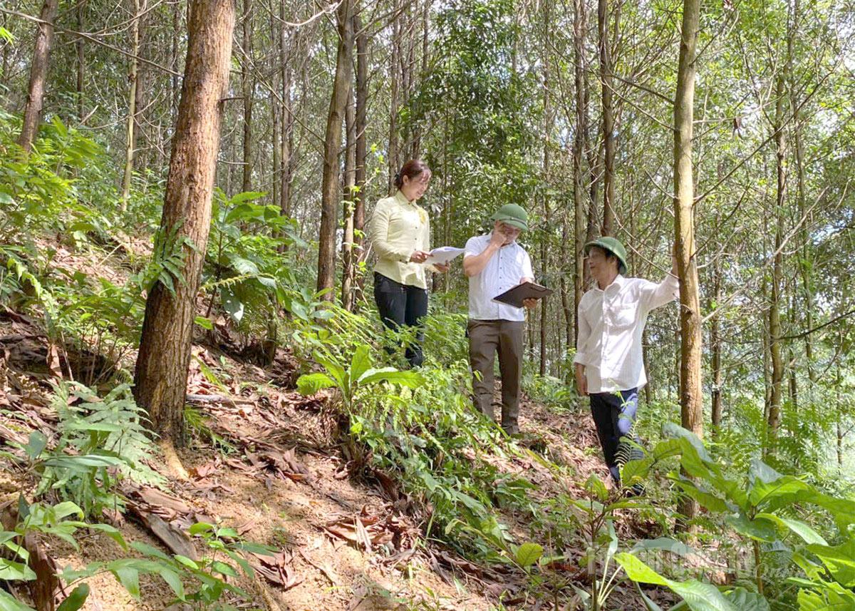 Cán bộ Công ty TNHH Lâm nghiệp Sơn Dương kiểm tra rừng trồng của các hộ nhận khoán tại xã Lương Thiện (Sơn Dương).