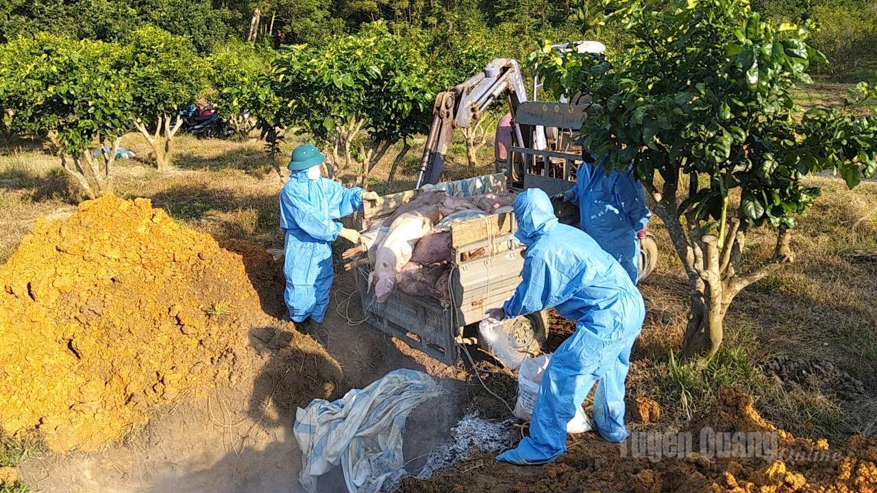 Nhân viên thú y khu vực I hỗ trợ hộ chăn nuôi tiêu hủy lợn nhiễm dịch.