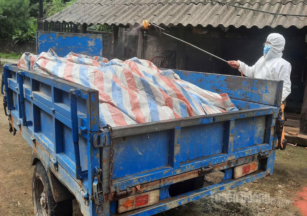 Nhân viên thú y khu vực VIII phun thuốc khử trùng lợn nhiễm dịch trước khi đưa đi tiêu hủy.