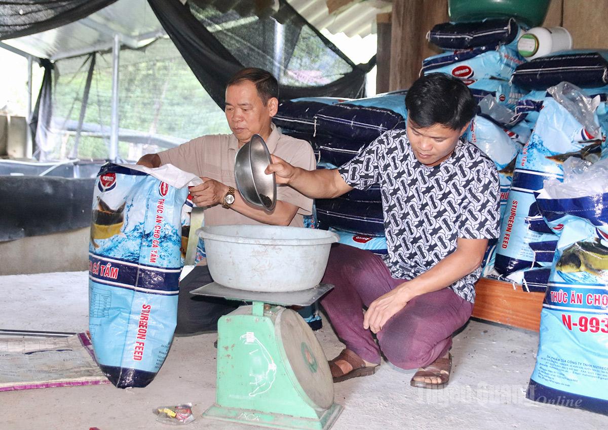 Người dân cẩn trọng cân đối lượng thức ăn mỗi ngày nhằm đảm bảo cá phát triển đều và đạt chuẩn thương phẩm.