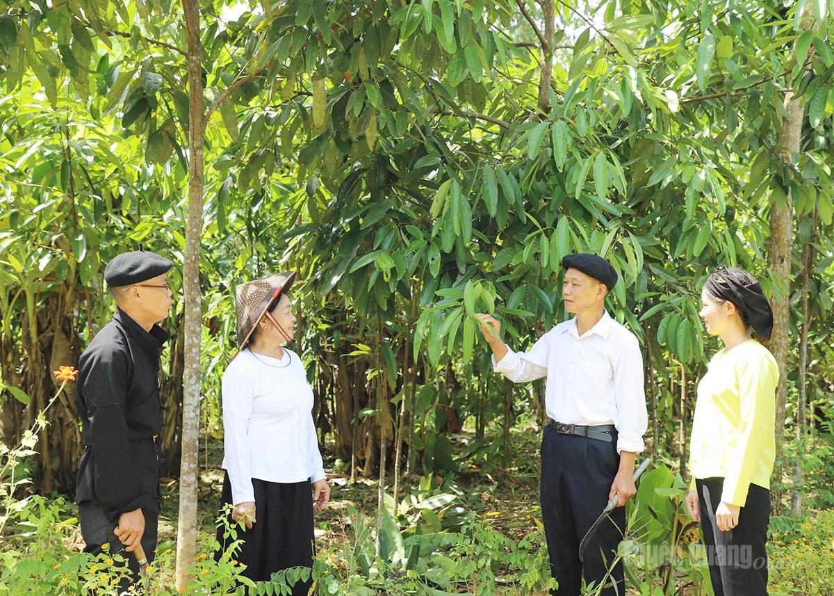 Mô hình trồng quế mang lại thu nhập ổn định cho người dân xã Yên Thành.