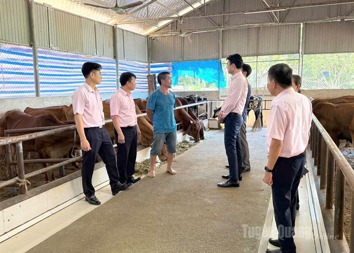 Đồng chí Nguyễn Đức Hải, Phó Tổng Giám đốc Ngân hàng Chính sách xã hội Việt Nam và đoàn công tác đã đi kiểm tra mô hình chăn nuôi bò sinh sản của gia đình ông Nguyễn Văn Sang, thôn Vĩnh Tiến, xã Tân Thanh.