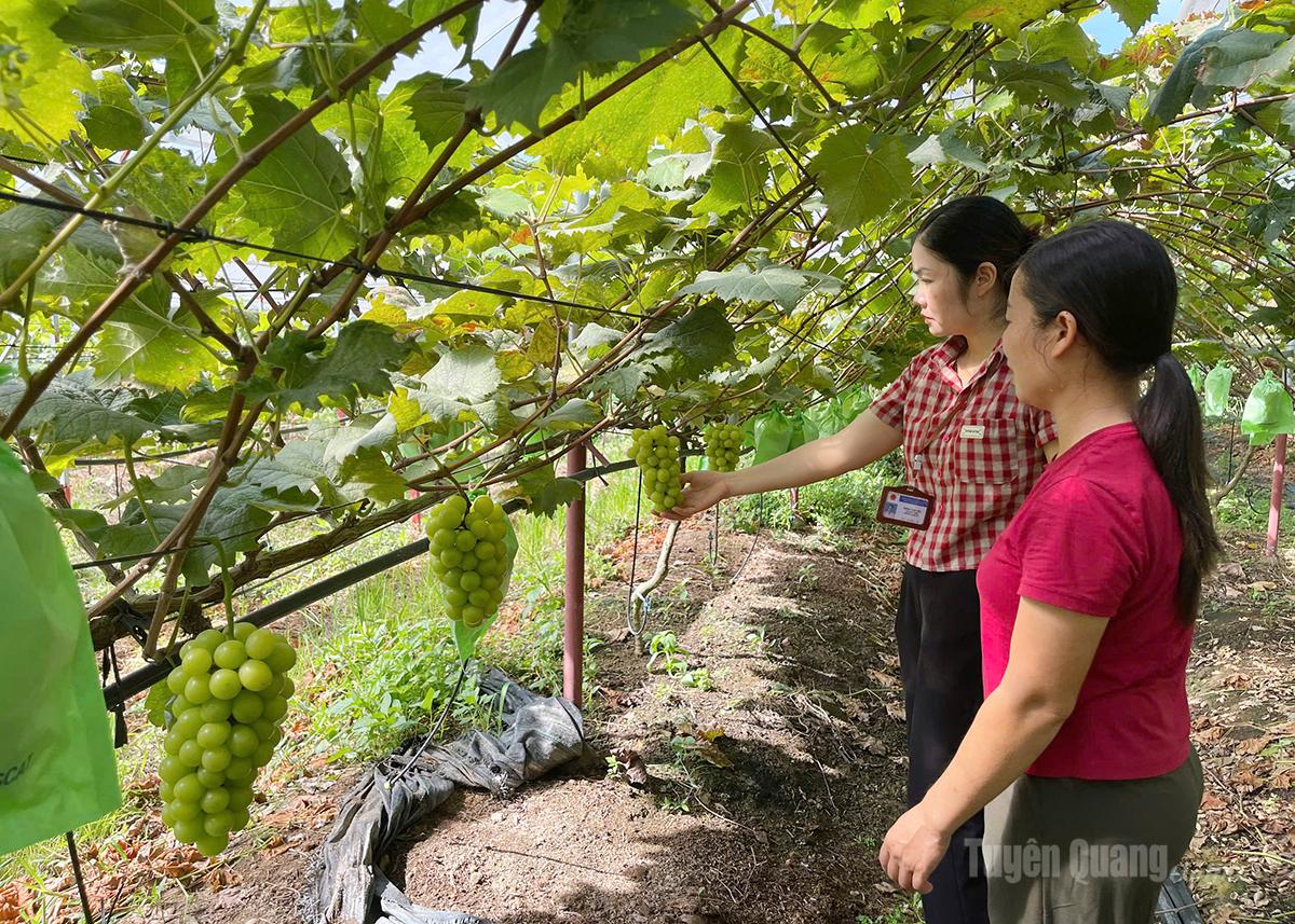 The grapefruit garden of Mrs. Hoang Thi In from Kieu hamlet.