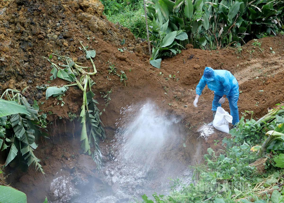 Cán bộ thú y xã Bắc Quang rắc vôi bột vào hố tiêu hủy lợn bệnh.