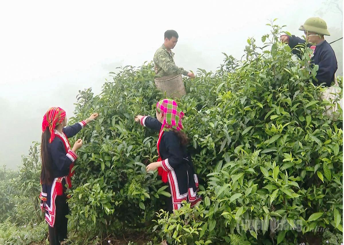 Local people harvest Shan Tuyet tea.