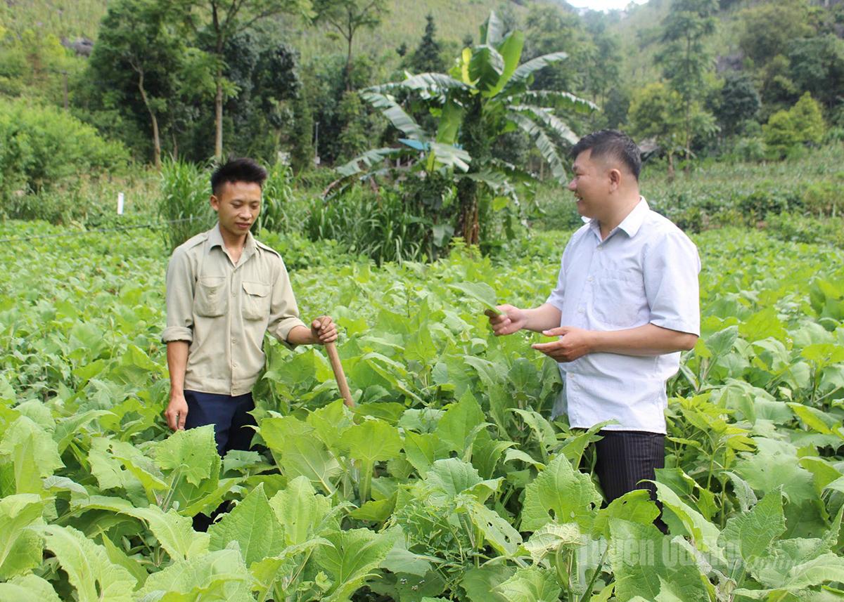 Growing ‘khoai sam’ (yacon root) brings high economic value for farmers in Dong Van commune.