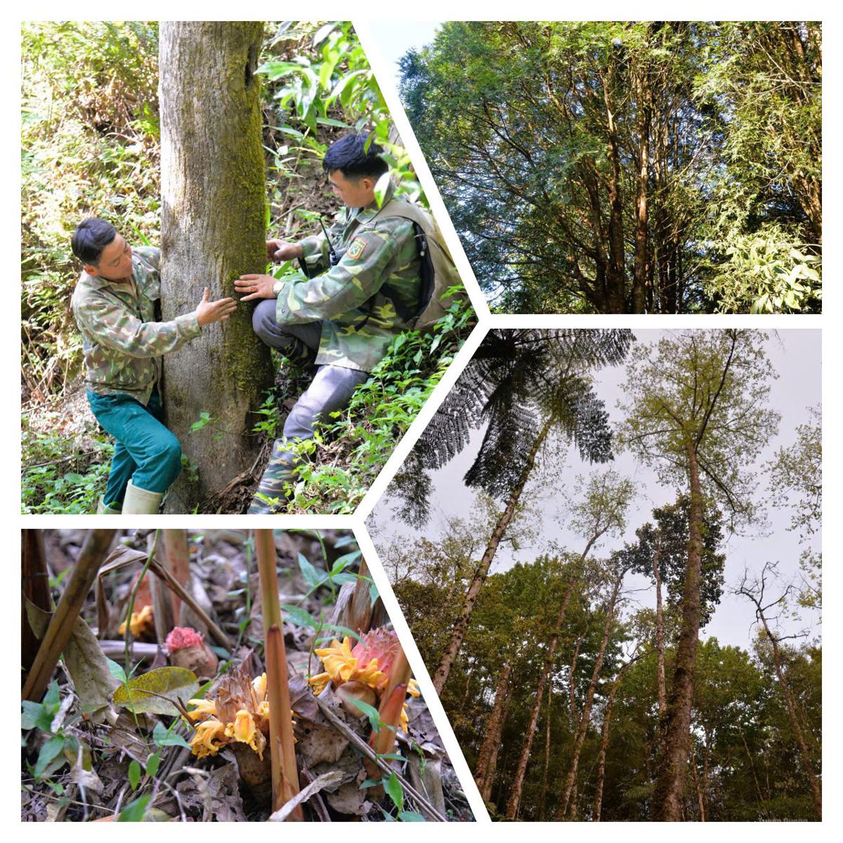 Pausing amidst layers upon layers of forest, the team found rare plant species quietly thriving.