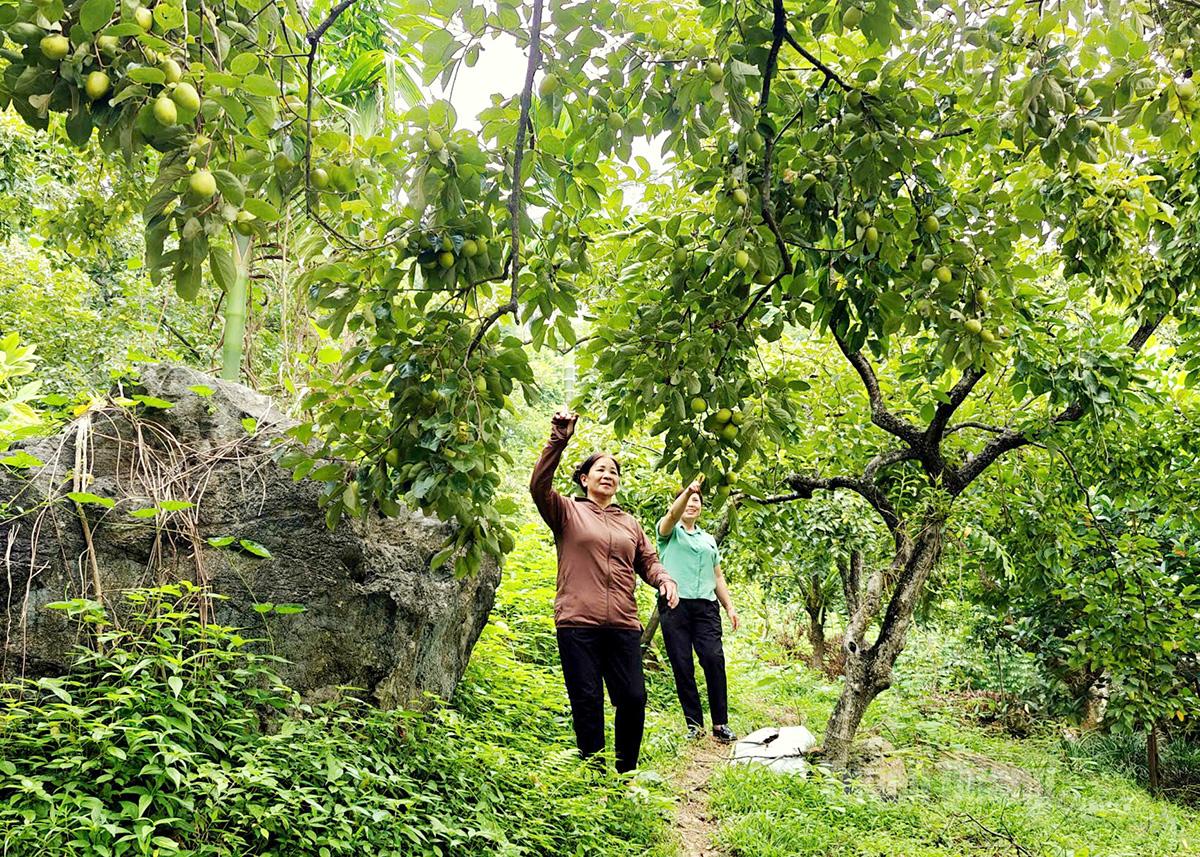 On the limestone hills, the orchard of Mrs. Pham Thi Bach in Trang Da 5 residential group, Nong Tien ward, is laden with persimmons.