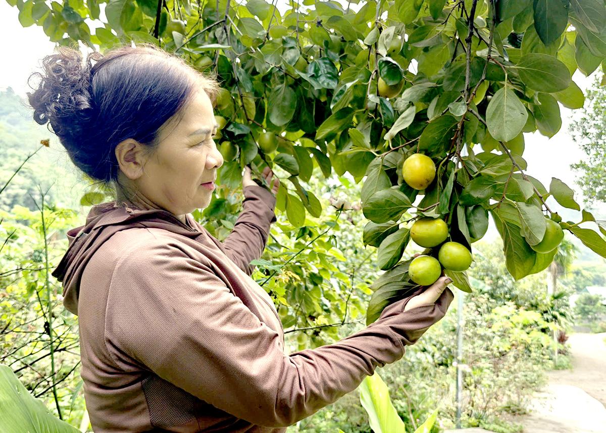 Hồng mọng được thu hoạch từ cuối tháng 8 hàng năm. Khi thu hái, nhà vườn chọn những quả ương, bắt đầu chuyển sang màu vàng.