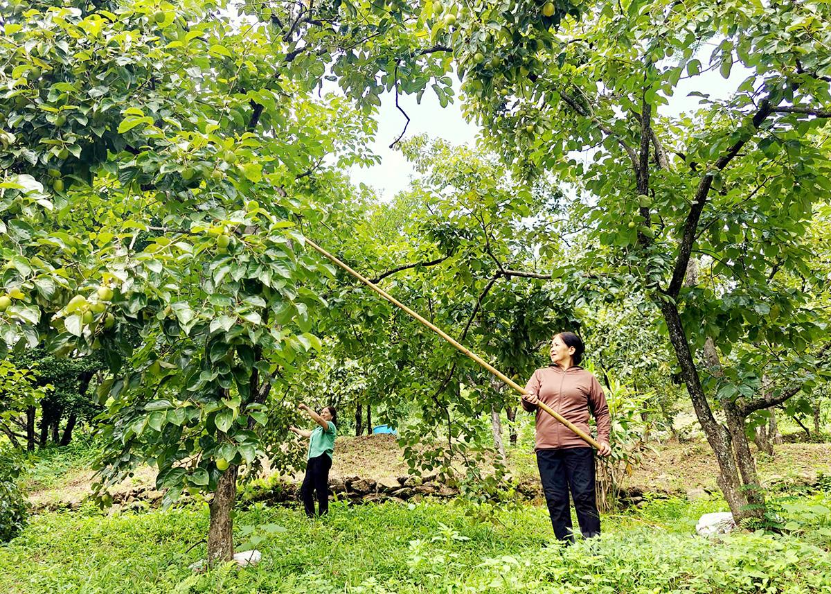 Với những cây hồng lâu năm, người hái sử dụng chiếc sào chuyên dụng để hái từng quả trên cao, giúp quả không bị dập khi thu hoạch.