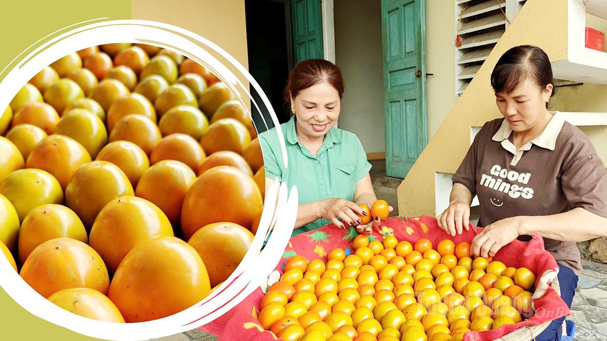 Hồng mọng sau khi hái được ủ 1 ngày với hương để quả chuyển dần sang chín đỏ mọng trước khi xuất bán.