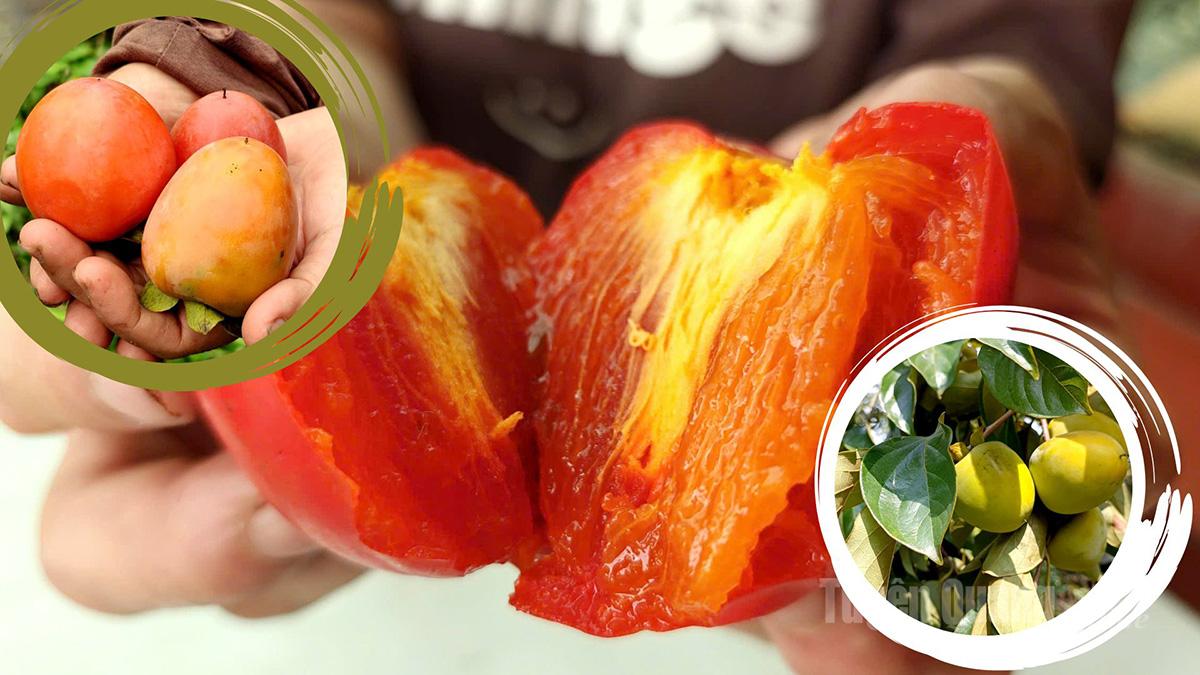 Hồng mọng Tràng Đà chín đỏ có vị ngọt tươi mát và là một trong những loại trái cây đặc sản của mùa thu.