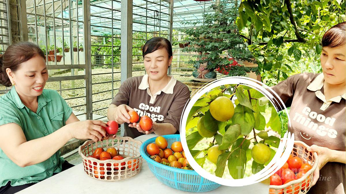 Quá trình thu hái, ủ hồng được diễn ra liên tục trong thời điểm thu hoạch do hồng chín khá nhanh, các nhà vườn thường tự ủ hồng trước khi bán để nâng cao giá trị sản phẩm. Hiện tại, giá hồng mọng Tràng Đà ổn định ở mức từ 25.000đ đến 30.000/kg.