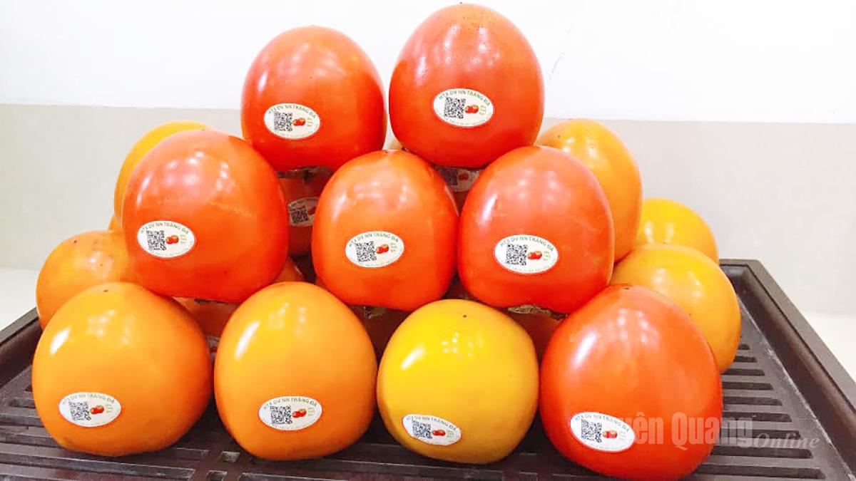 Hồng mọng Tràng Đà trồng theo tiêu chuẩn VietGap, được HTX dán nhãn QR truy xuất nguồn gốc. Hiện tại có 23 hộ trồng hồng tham gia HTX, dự kiến sản lượng năm nay đạt trên 30 tấn hồng thương phẩm.