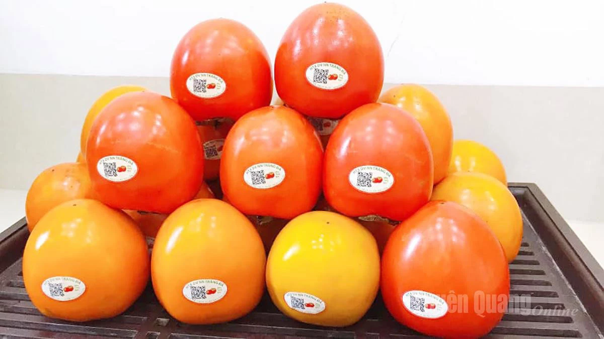 Cultivated under VietGAP standards, Trang Da persimmons are labeled with QR codes for traceability. This year’s commercial output of persimmons is expected to exceed 30 tons.