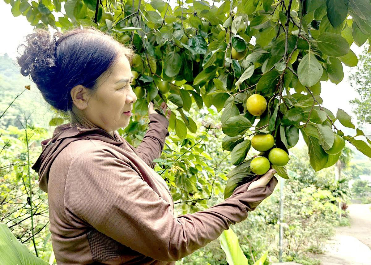 Persimmon harvesting time begins in late August. Farmers carefully pick semi-ripe fruits that have just begun to turn yellow.
