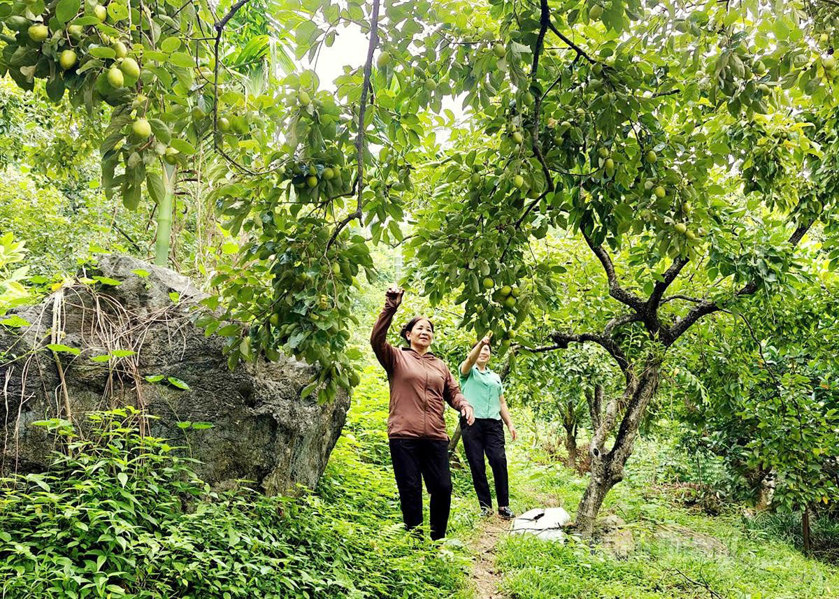 On the limestone hills, the orchard of Mrs. Pham Thi Bach in Trang Da 5 residential group, Nong Tien ward, is laden with persimmons.
