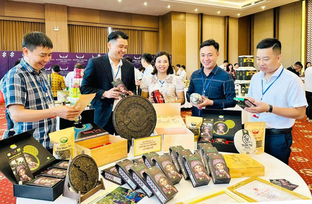 Tea products of the Phin Ho Tea Processing Cooperative are developed under a protected brand with trademark registration and product traceability, enhancing consumer confidence.