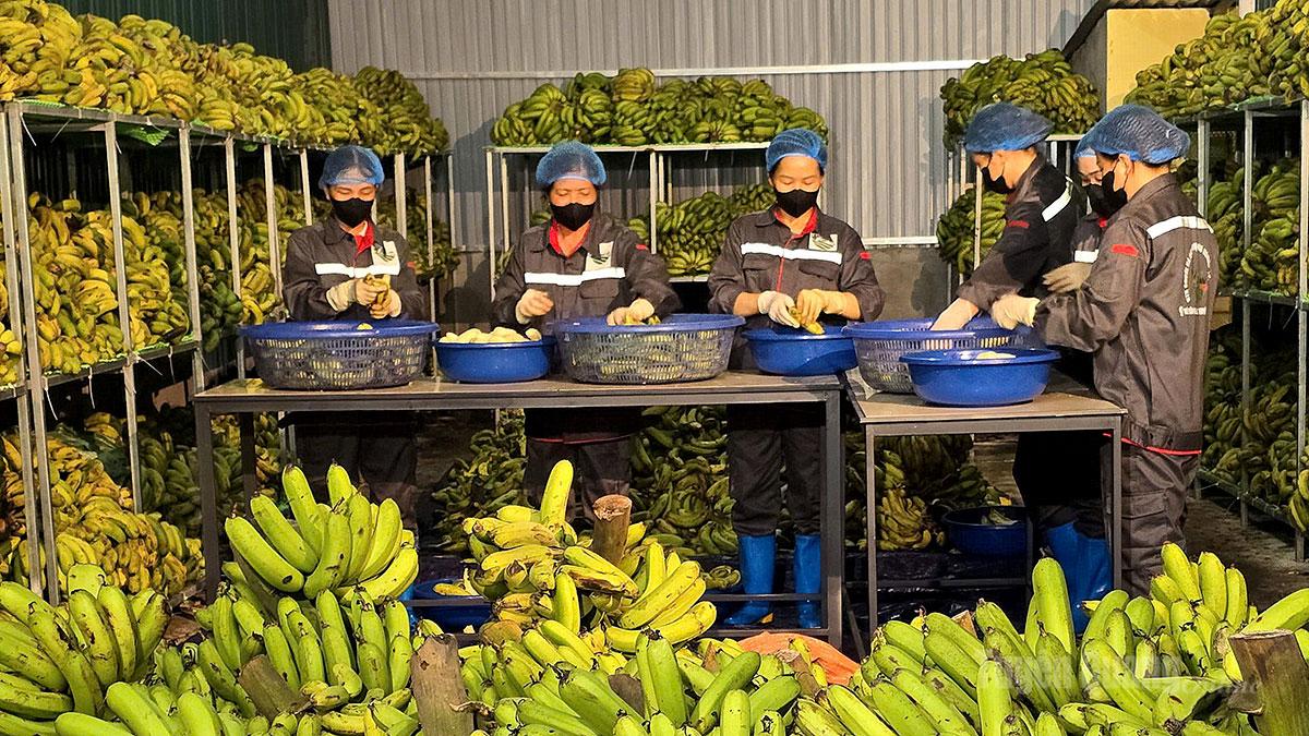 Công nhân HTX Sợi chuối Hùng An sơ chế chuối tại xưởng chế biến.