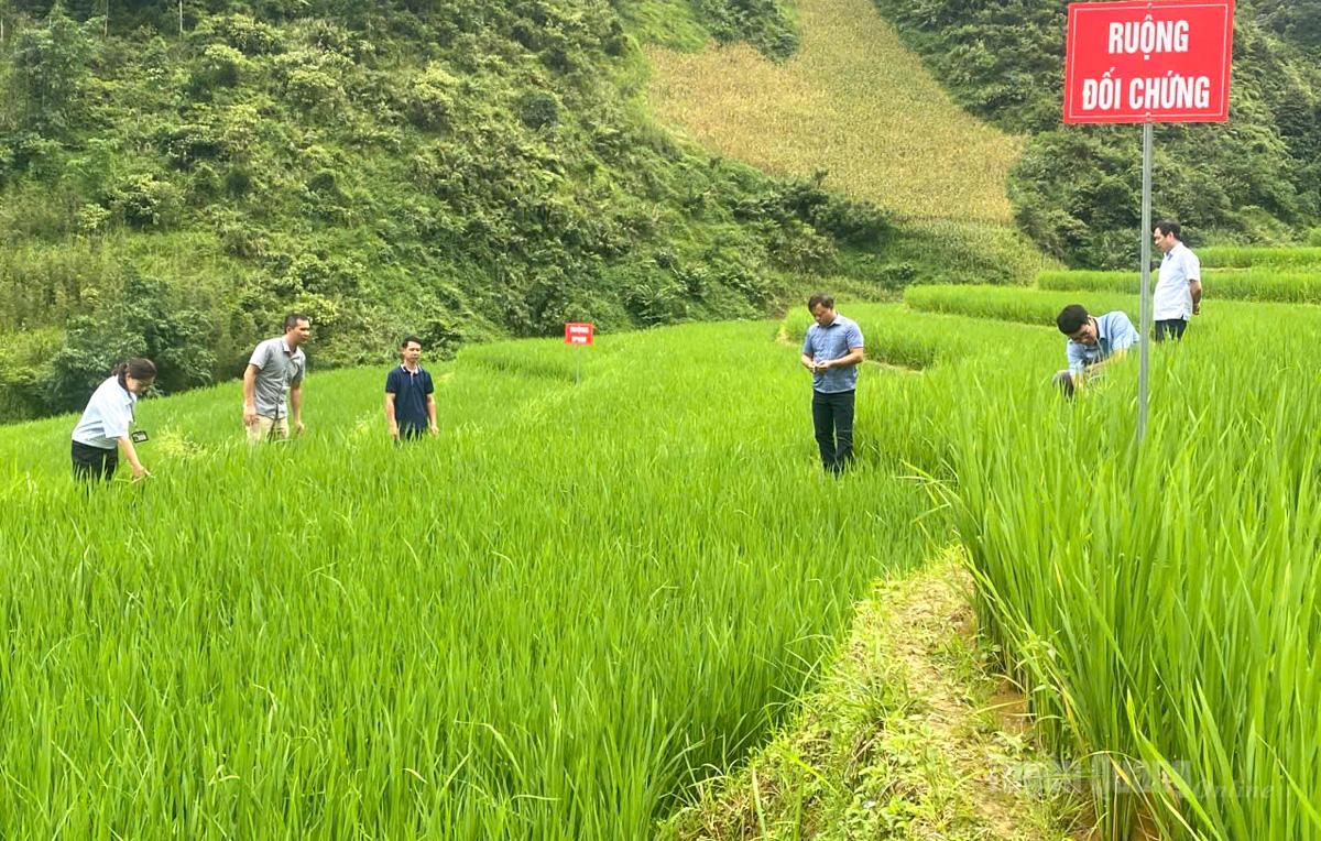Cán bộ Chi cục 
Trồng trọt và Bảo vệ thực vật kiểm tra các 
thửa ruộng theo 
mô hình IPHM 
tại xã Tát Ngà.