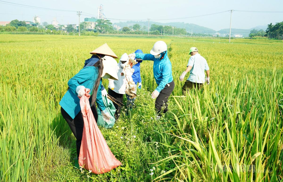 Nông dân phường Nông Tiến
thu gom vỏ thuốc bảo vệ thực vật trên đồng ruộng.