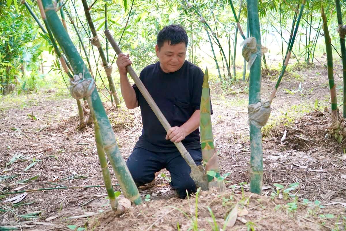 Ông Nông Văn Quay, thôn Nặm Rịa.