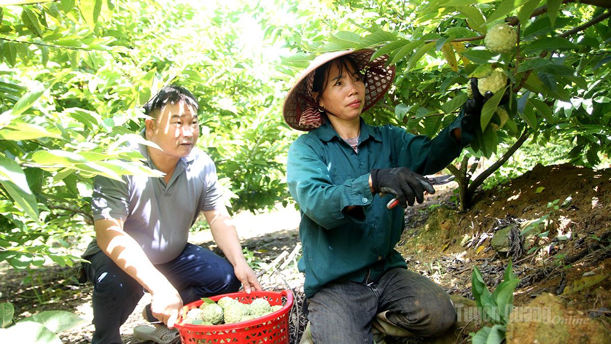 Người dân Khâu Lấu 
thu hoạch na.