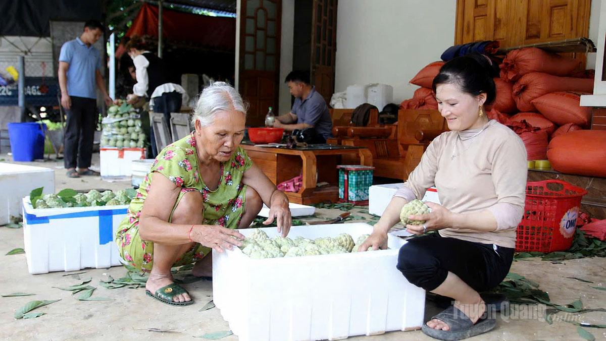Na được người dân đóng hộp vận chuyển, thương lái vào mua tận nơi tại điểm tập kết.