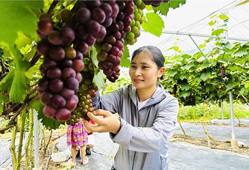 Chị Nguyễn Thị Hồng Hạnh, 
thôn Cường Thịnh, xã Thanh Thủy.