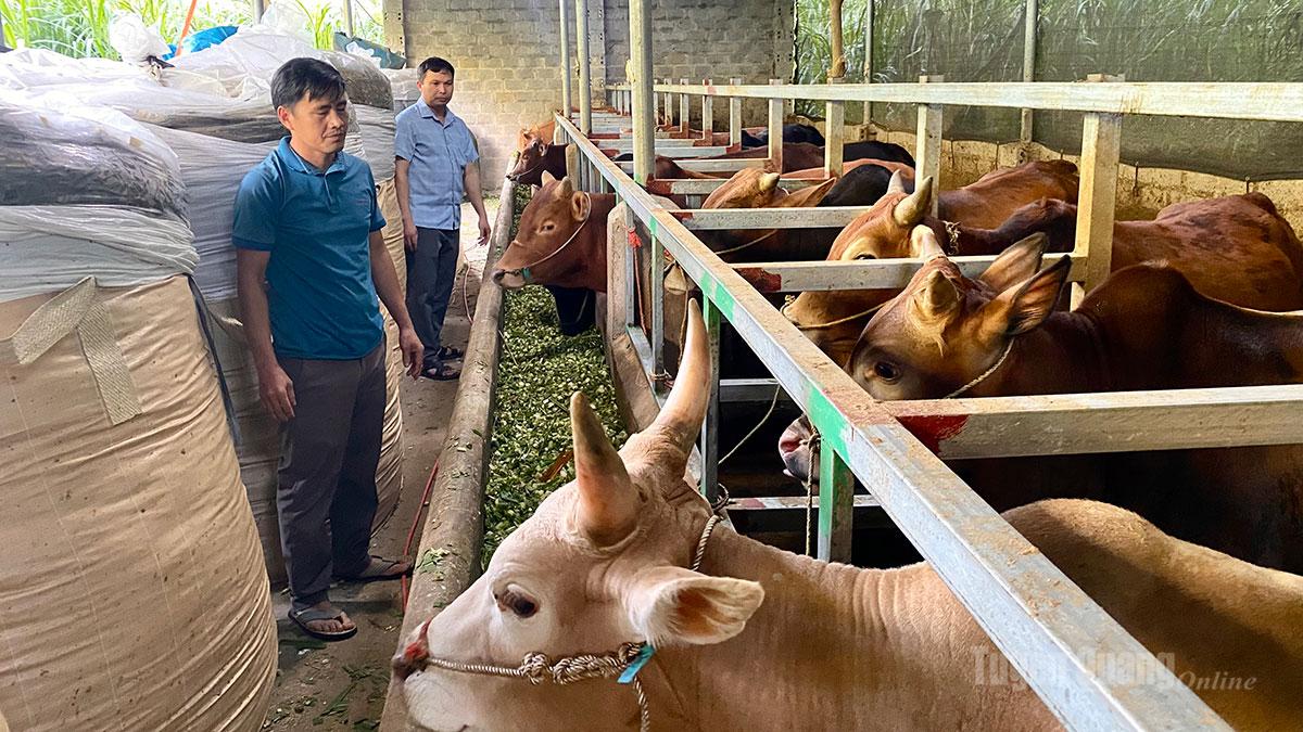 Mô hình gia trại chăn nuôi bò vỗ béo của anh Kháng Mí Nô, xã Đường Thượng.