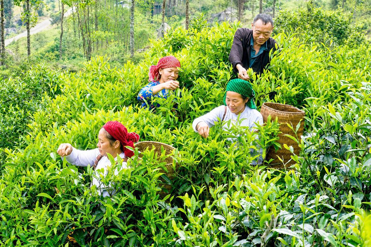 Người dân xã Lũng Phìn thu hái chè Shan tuyết.