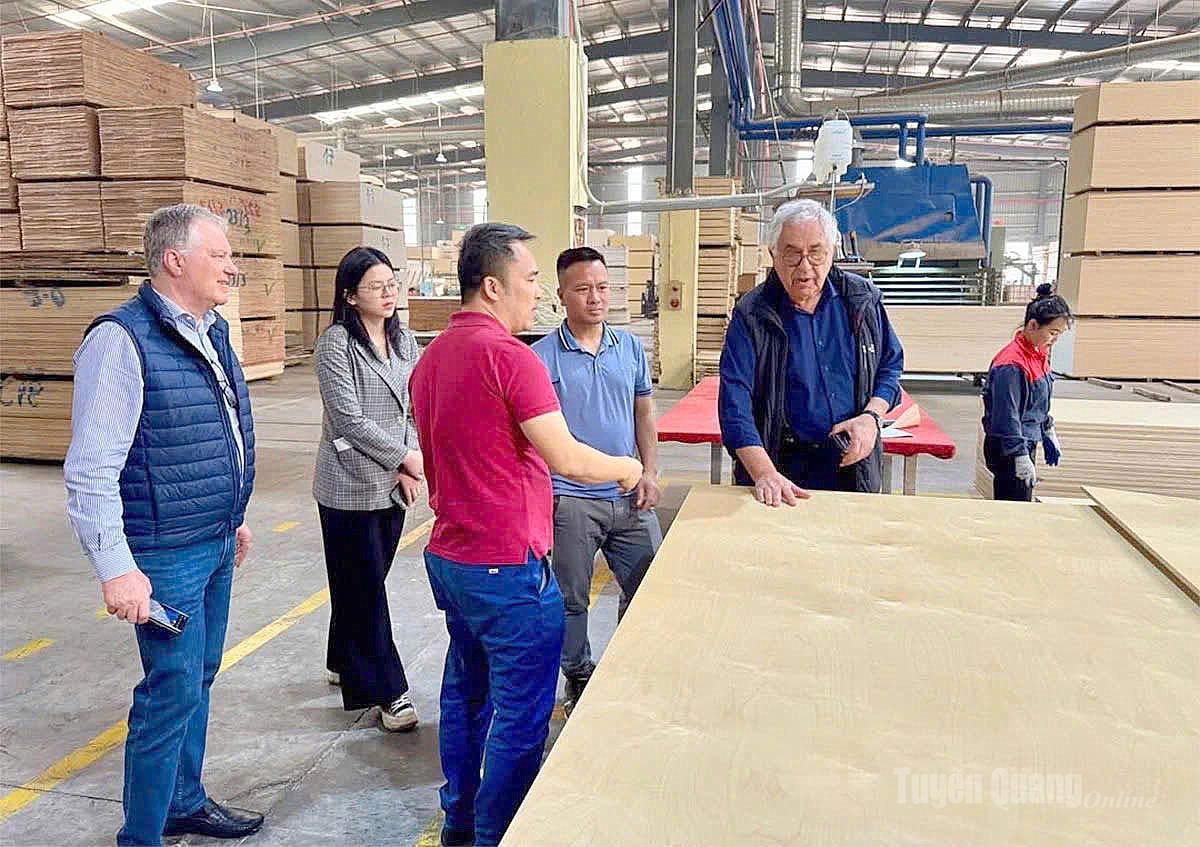 Đối tác nước ngoài thăm khu sản xuất ván ép xuất khẩu của Công ty TNHH Sao Việt Tuyên Quang.