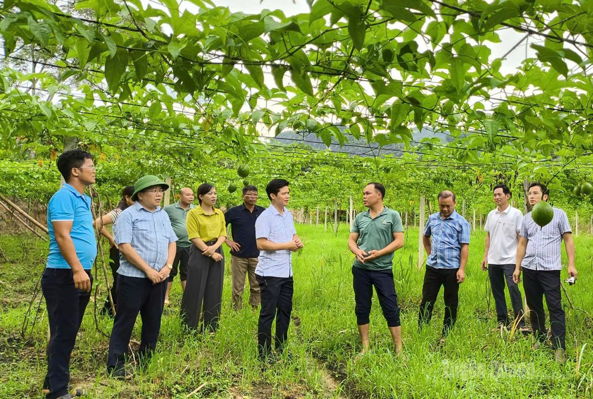 Lãnh đạo xã Trung Hà nắm bắt tình hình sản xuất của người dân.