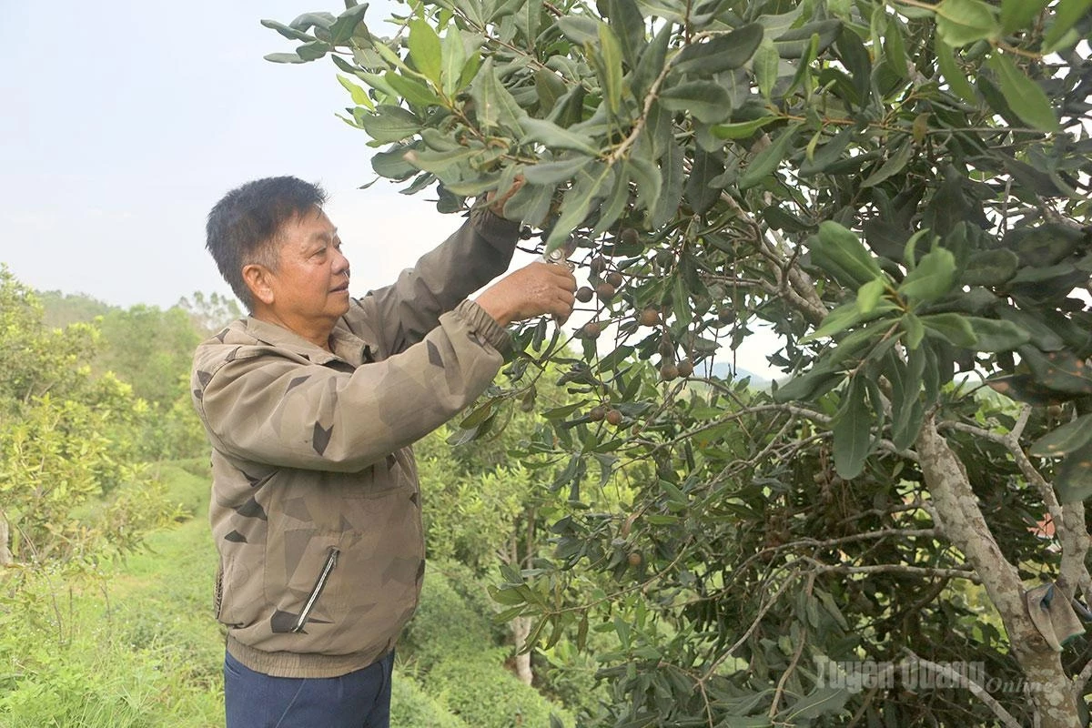 Nguyen Tien Dung tends his macadamia trees.