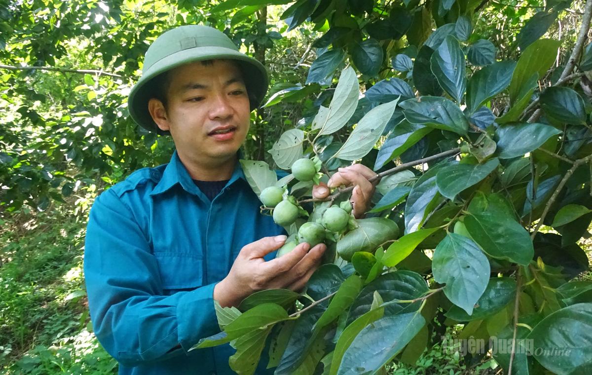 Anh Mạc Văn Long, thôn Bản Va, xã Yên Hoa chăm sóc vườn hồng không hạt của gia đình.